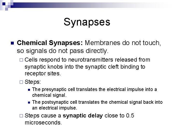 Synapses n Chemical Synapses: Membranes do not touch, so signals do not pass directly.