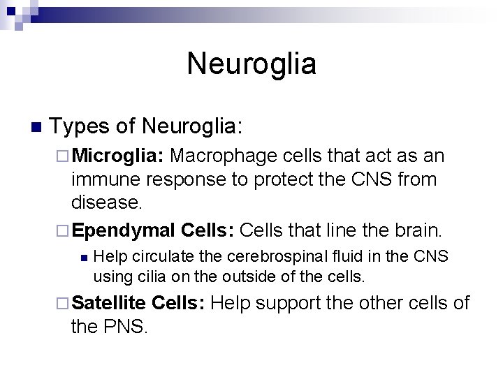 Neuroglia n Types of Neuroglia: ¨ Microglia: Macrophage cells that act as an immune