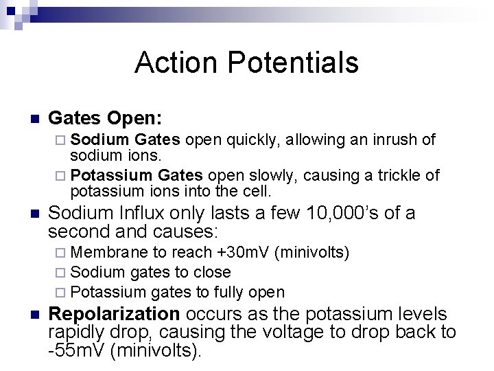 Action Potentials n Gates Open: ¨ Sodium Gates open quickly, allowing an inrush of
