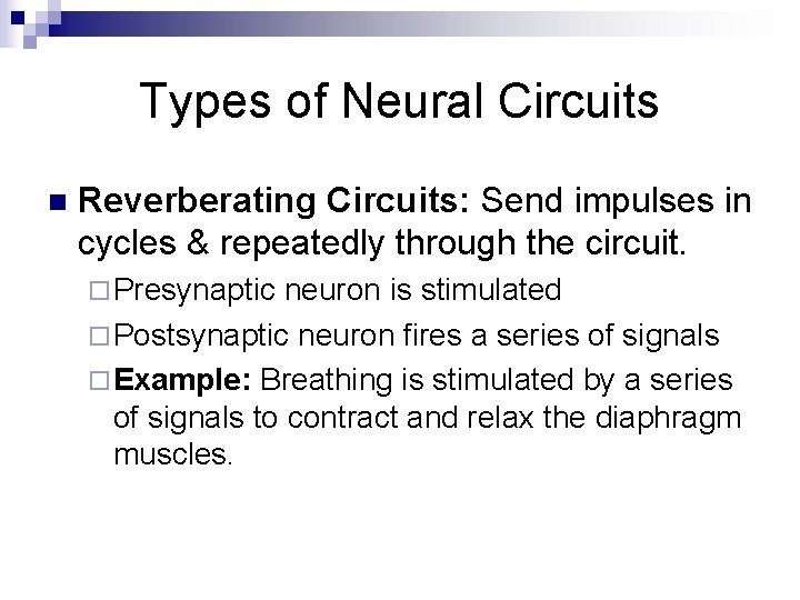 Types of Neural Circuits n Reverberating Circuits: Send impulses in cycles & repeatedly through