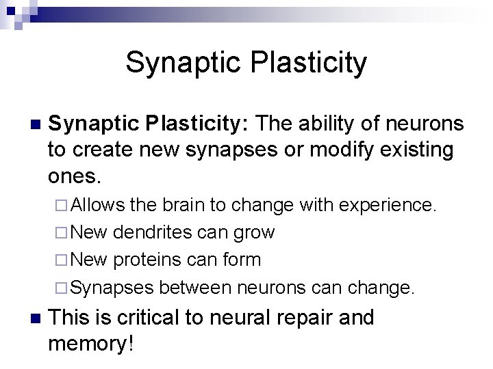 Synaptic Plasticity n Synaptic Plasticity: The ability of neurons to create new synapses or