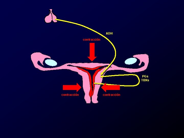 ADH contracción PGs TBXs contracción 
