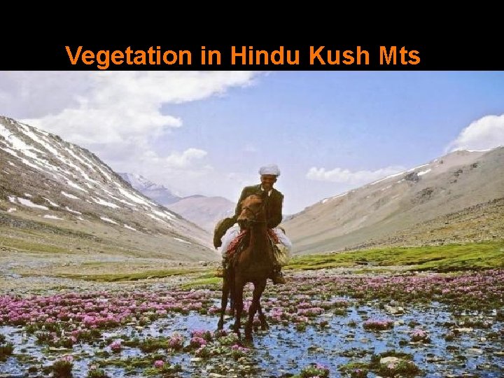 Vegetation in Hindu Kush Mts 