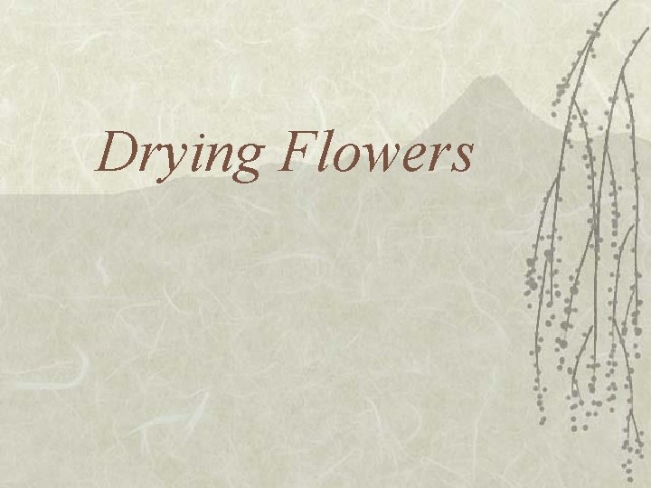 Drying Flowers 