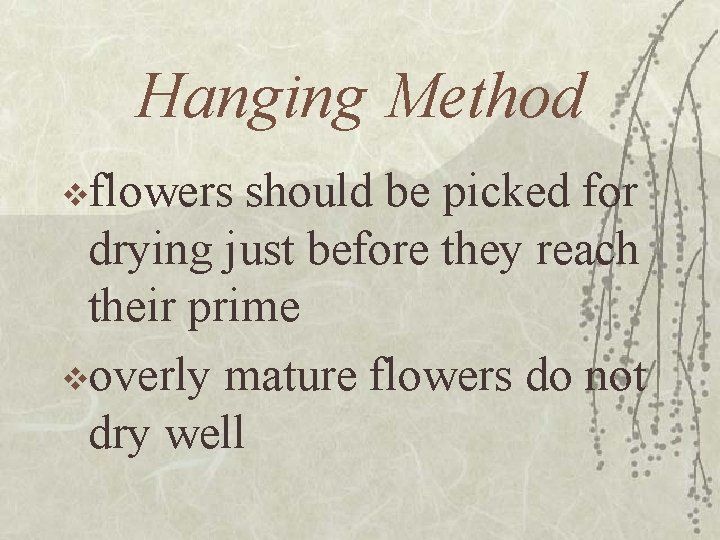 Hanging Method vflowers should be picked for drying just before they reach their prime