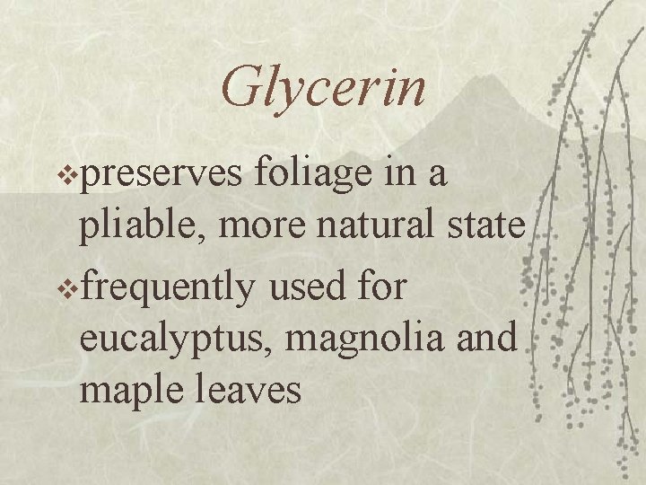 Glycerin vpreserves foliage in a pliable, more natural state vfrequently used for eucalyptus, magnolia