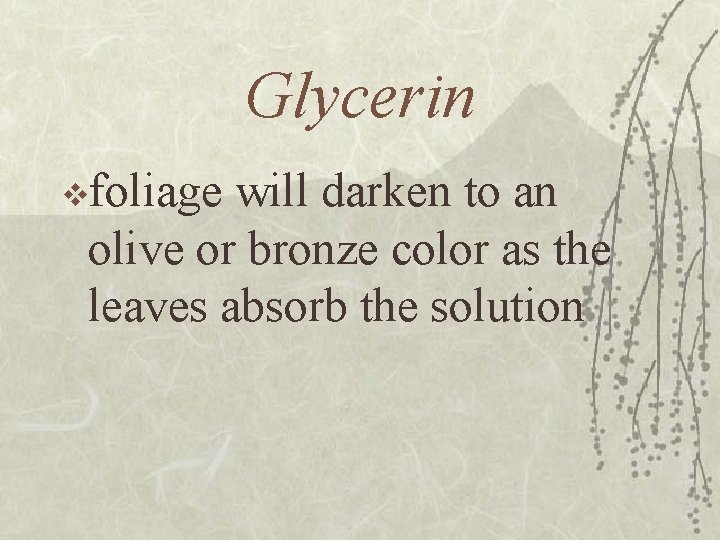 Glycerin vfoliage will darken to an olive or bronze color as the leaves absorb