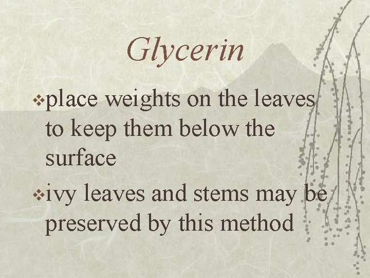 Glycerin vplace weights on the leaves to keep them below the surface vivy leaves