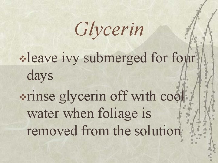 Glycerin vleave ivy submerged for four days vrinse glycerin off with cool water when