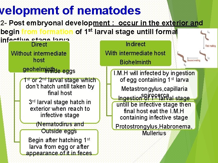 velopment of nematodes 2 - Post embryonal development : occur in the exterior and