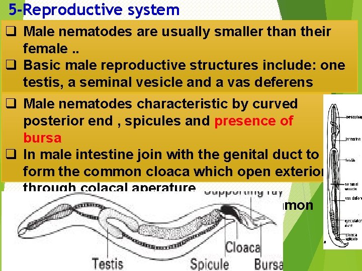 5 -Reproductive system q Male nematodes are usually smaller than their female. . q