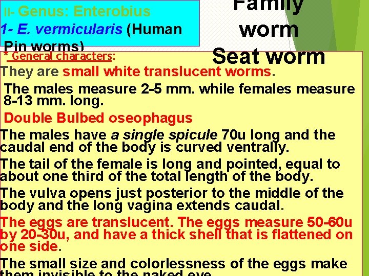 II- Genus: Enterobius 1 - E. vermicularis (Human Pin worms) * General characters: Family