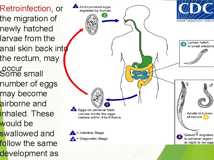 Retroinfection, or the migration of newly hatched larvae from the anal skin back into