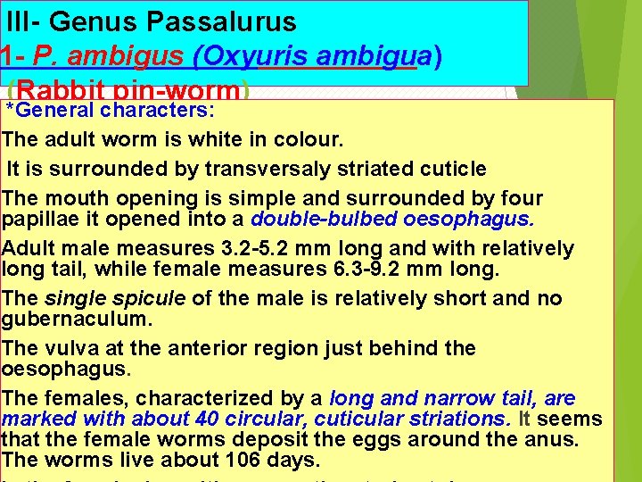 III- Genus Passalurus 1 - P. ambigus (Oxyuris ambigua) (Rabbit pin-worm) *General characters: The