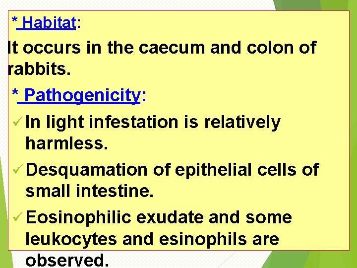 * Habitat: It occurs in the caecum and colon of rabbits. * Pathogenicity: ü