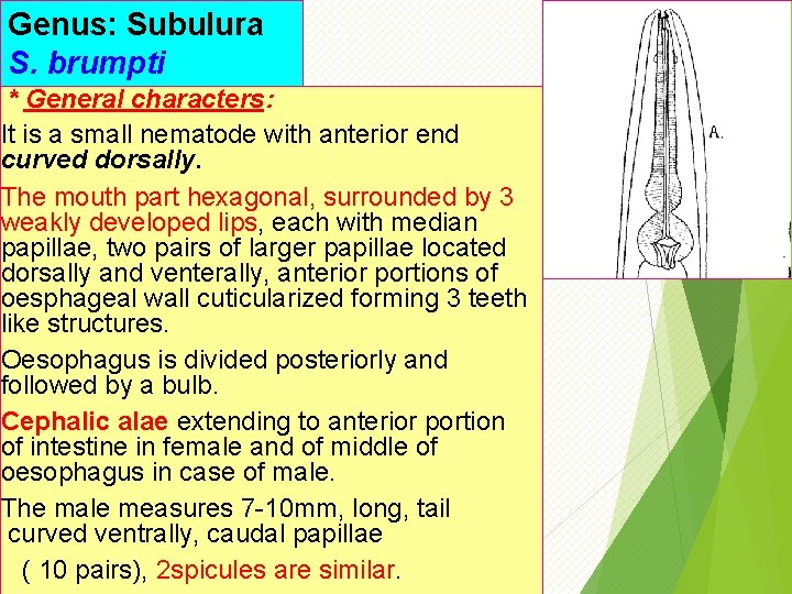 Genus: Subulura S. brumpti * General characters: It is a small nematode with anterior