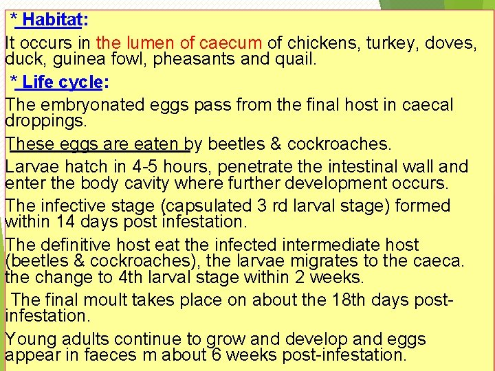 * Habitat: It occurs in the lumen of caecum of chickens, turkey, doves, duck,