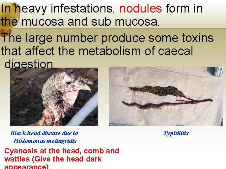 In heavy infestations, nodules form in the mucosa and sub mucosa. The large number