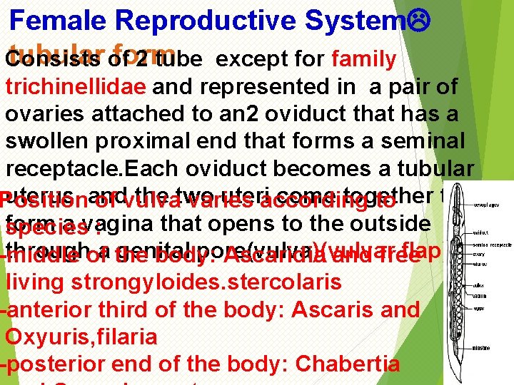 Female Reproductive System tubular of form Consists 2 tube except for family trichinellidae and