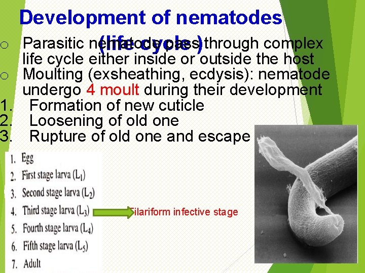 Development of nematodes o Parasitic nematode pass) through complex (life cycle o 1. 2.