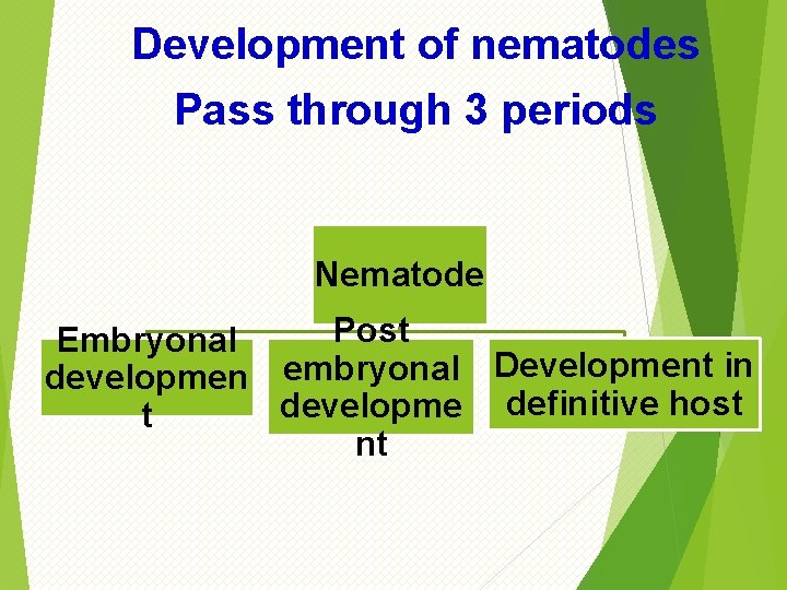 Development of nematodes Pass through 3 periods Nematode Post Embryonal developmen embryonal Development in