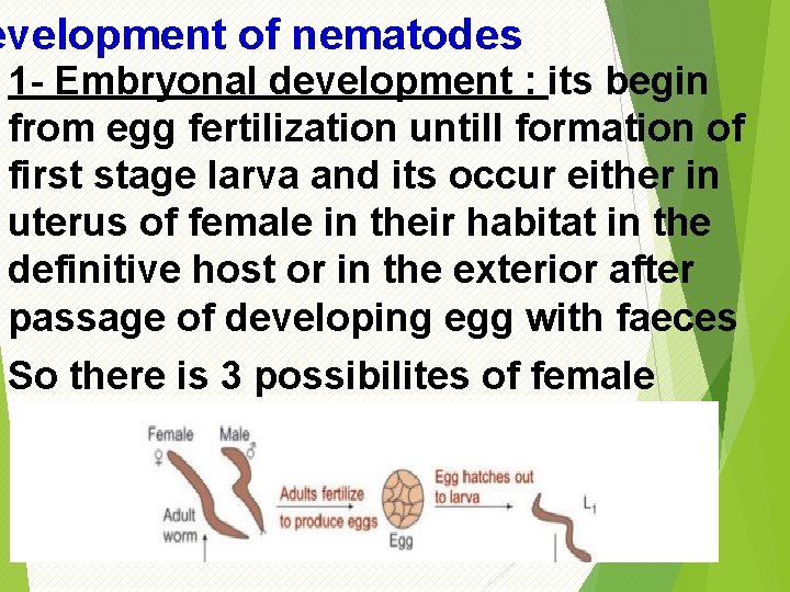 evelopment of nematodes 1 - Embryonal development : its begin from egg fertilization untill