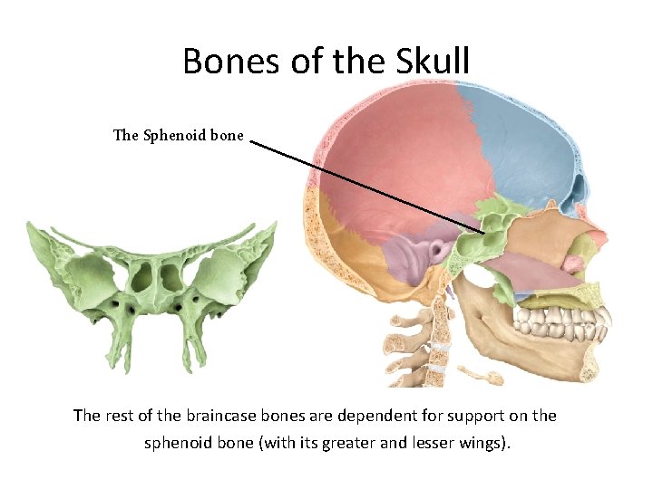 Bones of the Skull The Sphenoid bone The rest of the braincase bones are