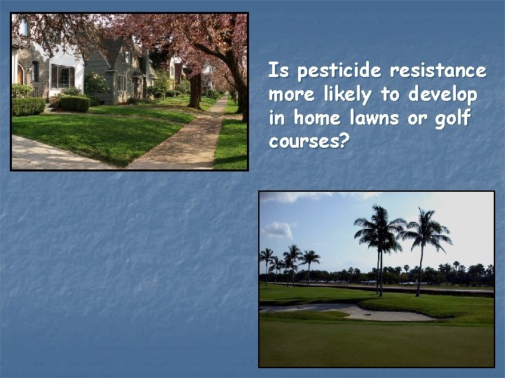 Is pesticide resistance more likely to develop in home lawns or golf courses? 