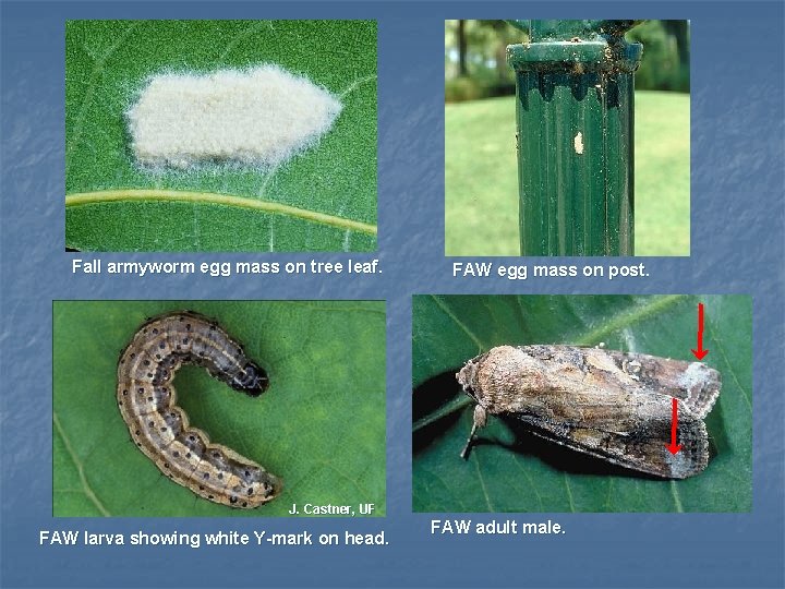 Fall armyworm egg mass on tree leaf. FAW egg mass on post. J. Castner,