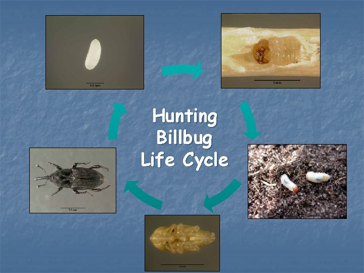 Hunting Billbug Life Cycle 