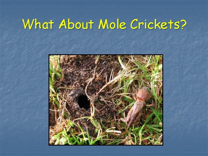 What About Mole Crickets? 