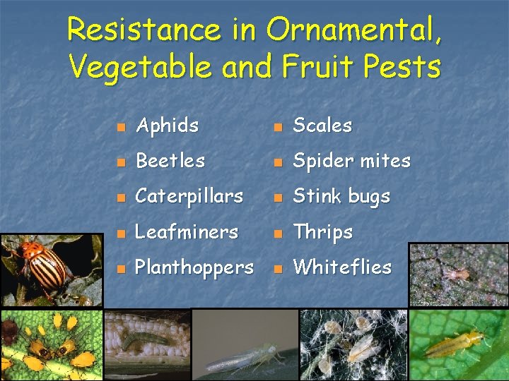 Resistance in Ornamental, Vegetable and Fruit Pests n Aphids n Scales n Beetles n