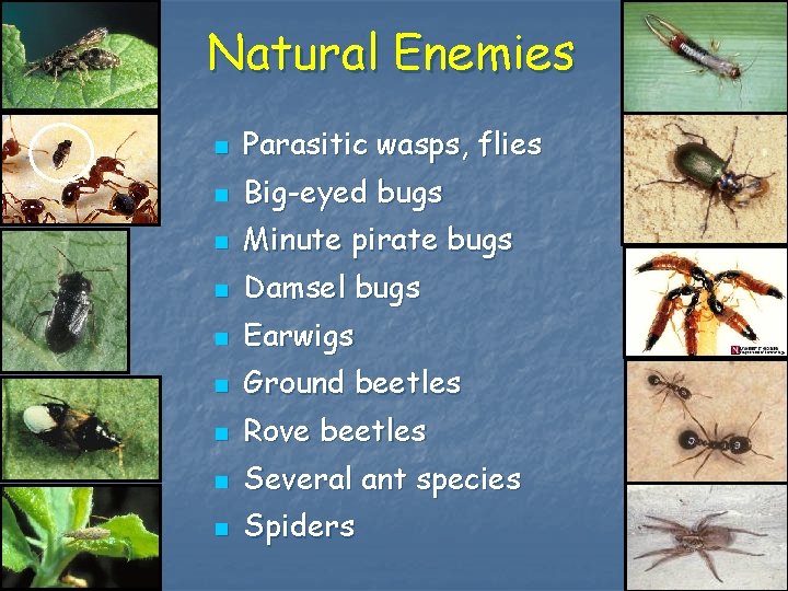 Natural Enemies n Parasitic wasps, flies n Big-eyed bugs n Minute pirate bugs n