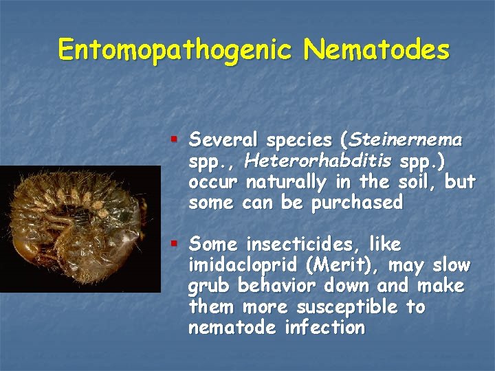 Entomopathogenic Nematodes § Several species (Steinernema spp. , Heterorhabditis spp. ) occur naturally in