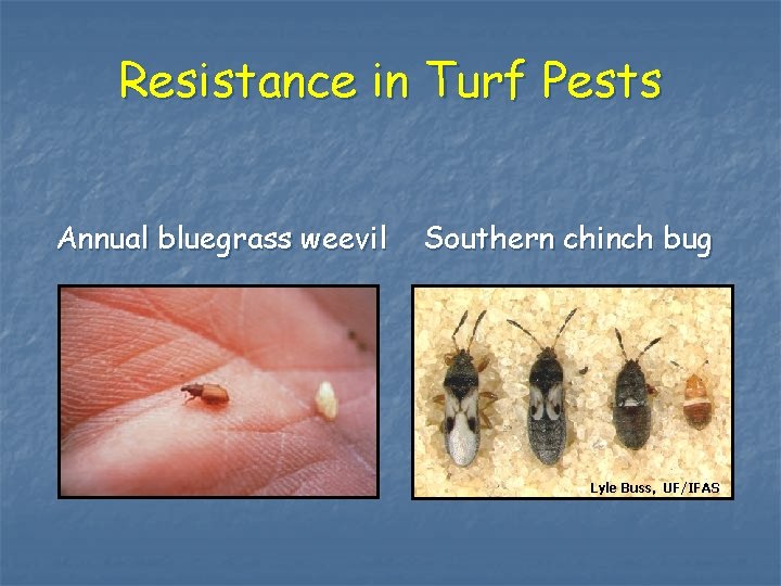 Resistance in Turf Pests Annual bluegrass weevil Southern chinch bug Lyle Buss, UF/IFAS 