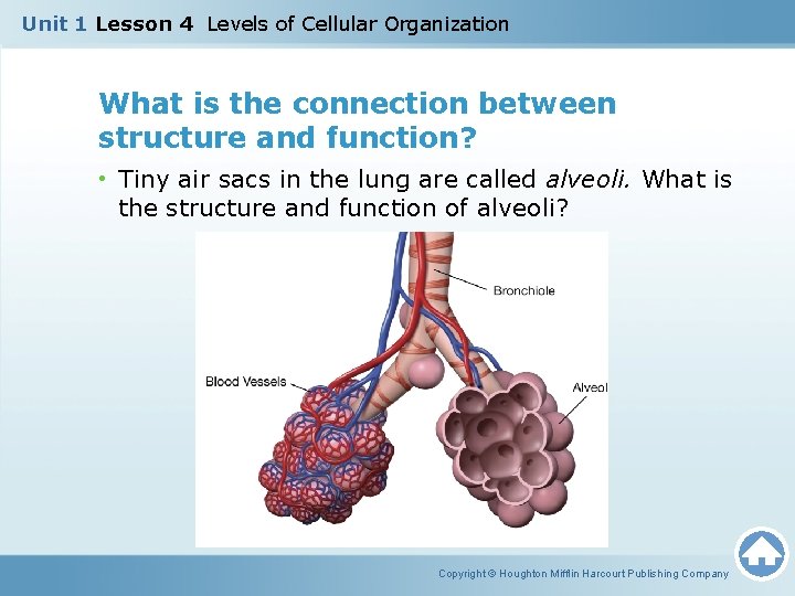 Unit 1 Lesson 4 Levels of Cellular Organization What is the connection between structure