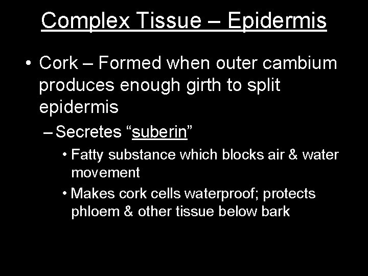 Complex Tissue – Epidermis • Cork – Formed when outer cambium produces enough girth