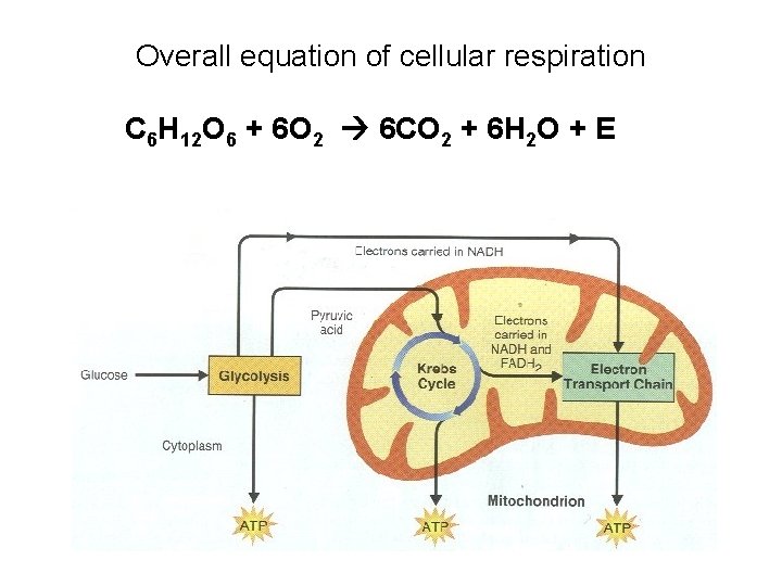 Overall equation of cellular respiration C 6 H 12 O 6 + 6 O