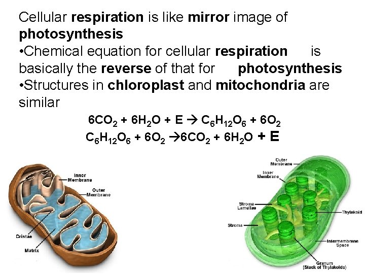 Cellular respiration is like mirror image of photosynthesis • Chemical equation for cellular respiration