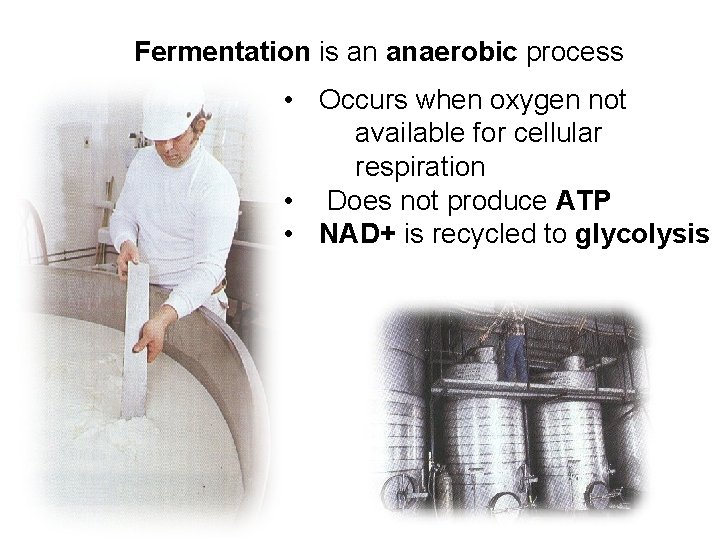 Fermentation is an anaerobic process • Occurs when oxygen not available for cellular respiration
