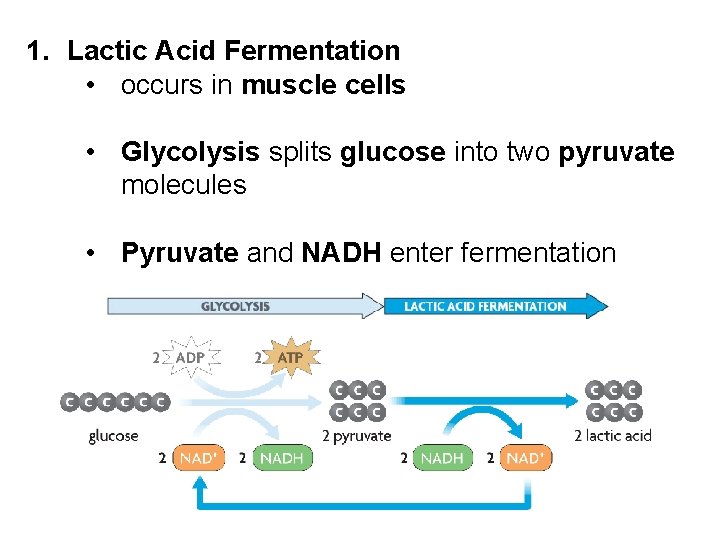 1. Lactic Acid Fermentation • occurs in muscle cells • Glycolysis splits glucose into