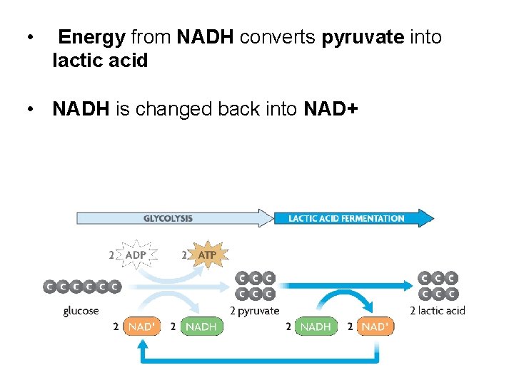  • Energy from NADH converts pyruvate into lactic acid • NADH is changed