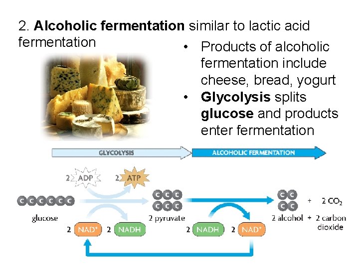 2. Alcoholic fermentation similar to lactic acid fermentation • Products of alcoholic fermentation include