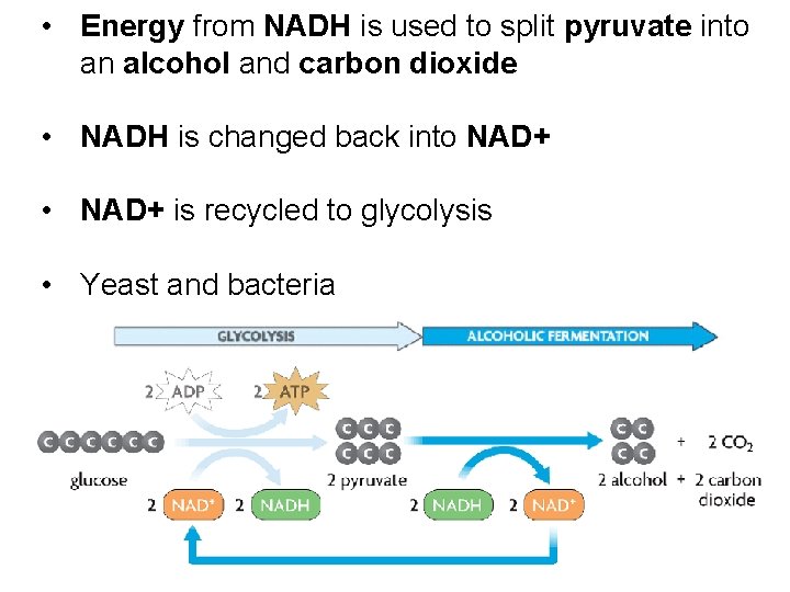  • Energy from NADH is used to split pyruvate into an alcohol and