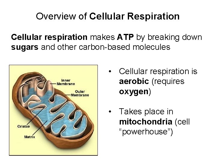 Overview of Cellular Respiration Cellular respiration makes ATP by breaking down sugars and other