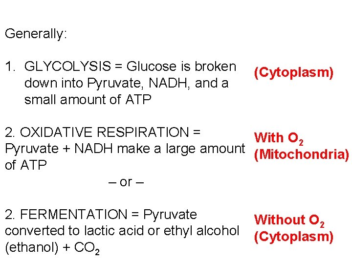 Generally: 1. GLYCOLYSIS = Glucose is broken down into Pyruvate, NADH, and a small