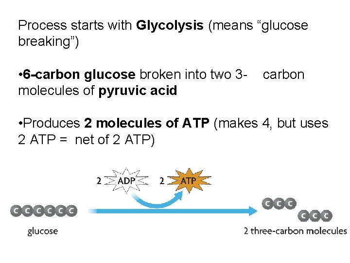 Process starts with Glycolysis (means “glucose breaking”) • 6 -carbon glucose broken into two