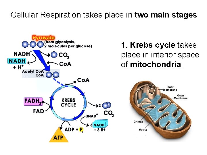 Cellular Respiration takes place in two main stages 1. Krebs cycle takes place in