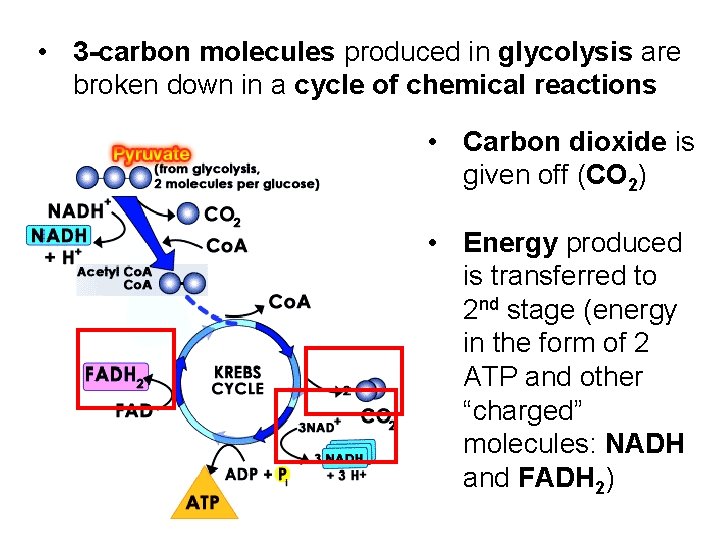  • 3 -carbon molecules produced in glycolysis are broken down in a cycle