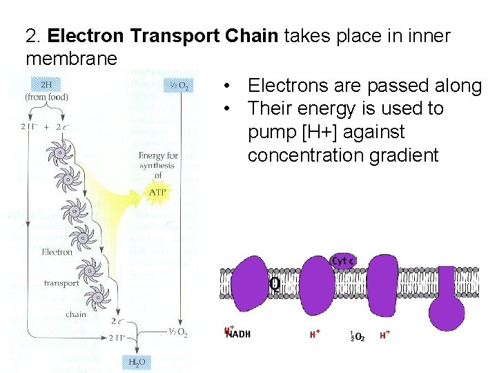 2. Electron Transport Chain takes place in inner membrane • Electrons are passed along